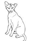 Cats 22
